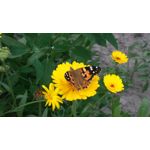 Zdjęcia użytkowników Asus Zenfone Zoom ZX551ML Zdjęcia użytkowników Asus Zenfone Zoom ZX551ML