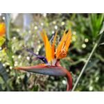 Zdjęcia użytkowników Asus ZenFone 11 Ultra