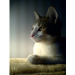 Zdjęcia użytkowników BlackBerry 9800 Torch