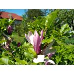 Zdjęcia użytkowników BlackBerry KEYone Limited Edition Black