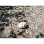 Zdjęcia użytkowników BlackBerry KEYone Limited Edition Black