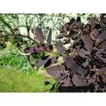 Zdjęcia użytkowników BlackBerry KEYone Limited Edition Black