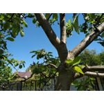 Zdjęcia użytkowników BlackBerry KEYone Limited Edition Black