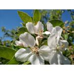 Zdjęcia użytkowników BlackBerry KEYone Limited Edition Black