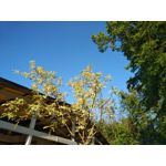 Zdjęcia użytkowników BlackBerry KEYone Limited Edition Black