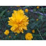 Zdjęcia użytkowników BlackBerry KEYone Limited Edition Black