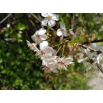 Zdjęcia użytkowników BlackBerry KEYone Limited Edition Black