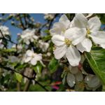 Zdjęcia użytkowników BlackBerry KEYone Limited Edition Black