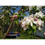 Zdjęcia użytkowników BlackBerry KEYone Limited Edition Black