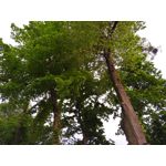 Zdjęcia użytkowników BlackBerry KEYone Limited Edition Black