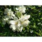 Zdjęcia użytkowników BlackBerry KEYone Limited Edition Black