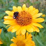 Zdjęcia użytkowników BlackBerry Passport