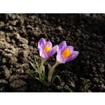 Zdjęcia użytkowników BlackBerry Z30