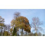 Zdjęcia użytkowników CAT B15Q