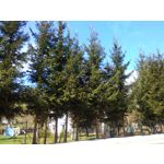 Zdjęcia użytkowników CAT S50