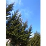 Zdjęcia użytkowników CAT S50