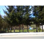 Zdjęcia użytkowników CAT S50