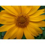 Zdjęcia użytkowników CAT S60