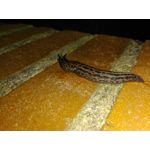 Zdjęcia użytkowników CAT S60