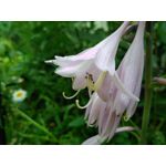 Zdjęcia użytkowników CAT S60