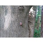 Zdjęcia użytkowników CAT S60