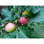 Zdjęcia użytkowników CAT S60