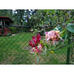 Zdjęcia użytkowników CAT S60