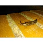 Zdjęcia użytkowników CAT S60