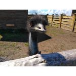 Zdjęcia użytkowników CAT S60