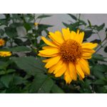 Zdjęcia użytkowników CAT S60