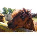 Zdjęcia użytkowników CAT S60