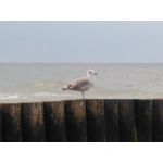 Zdjęcia użytkowników CAT S60