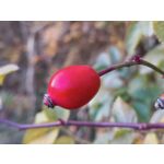 Zdjęcia użytkowników cmf Phone 1