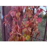 Zdjęcia użytkowników cmf Phone 1