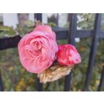 Zdjęcia użytkowników cmf Phone 1