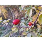 Zdjęcia użytkowników cmf Phone 1