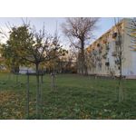 Zdjęcia użytkowników cmf Phone 1