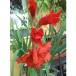 Zdjęcia użytkowników Coolpad Torino