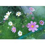 Zdjęcia użytkowników Coolpad Torino