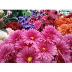 Zdjęcia użytkowników Coolpad Torino