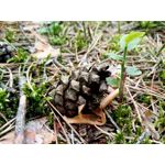 Zdjęcia użytkowników Cubot CheetahPhone