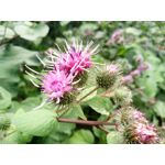 Zdjęcia użytkowników Cubot CheetahPhone