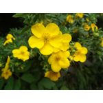 Zdjęcia użytkowników Cubot CheetahPhone