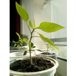 ZDJĘCIA Z TEGO TELEFONU