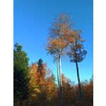 Zdjęcia użytkowników Cubot X30 Zdjęcia użytkowników Cubot X30