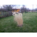 Zdjęcia użytkowników Doogee Mix