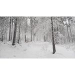 Zdjęcia użytkowników Doogee S60