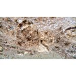 Zdjęcia użytkowników Doogee S60