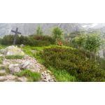 Zdjęcia użytkowników Doogee S60