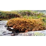 Zdjęcia użytkowników Doogee S60